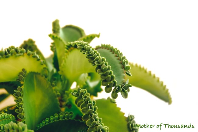 kalanchoe daigremontiana sprout pinnata plantlets edges along