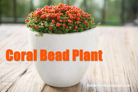 nertera granadensis, coral bead plant