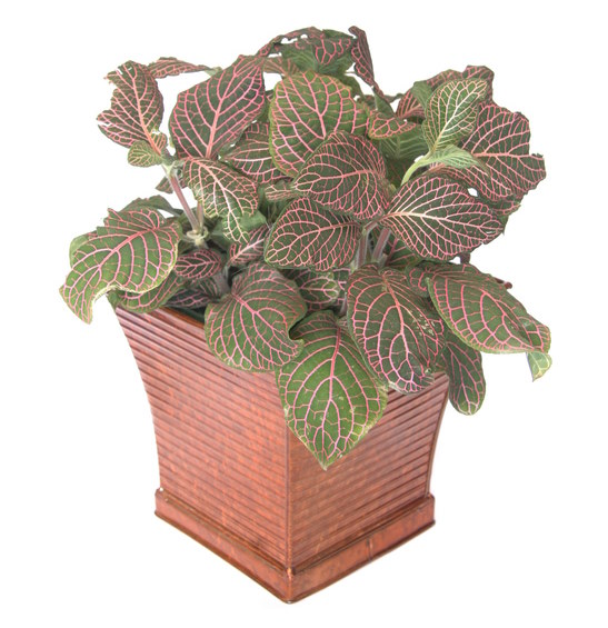 Nerve Plant Fittonia verschaffeltii Pictures Care Tips 