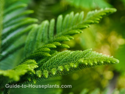 norfolk island pine, araucaria heterophylla