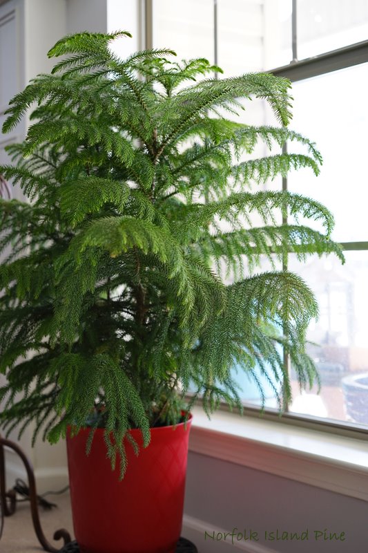 Norfolk Island Pine, Norfolk Pine Tree