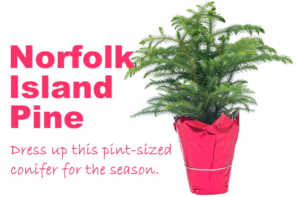 Norfolk Island Pine Christmas plants, norfolk island pine