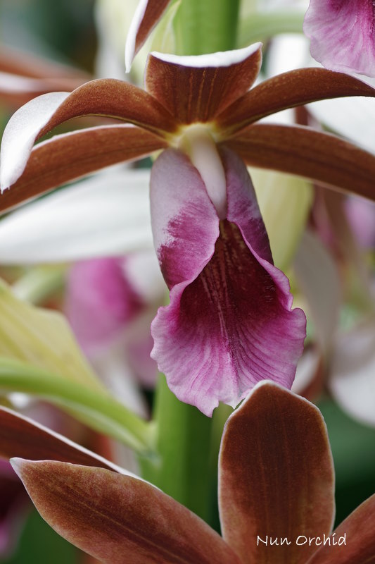 Flower of the Nun Orchid Nun Orchid, phaius tankervilleae