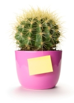 Office Plant office plants, cactus house plant