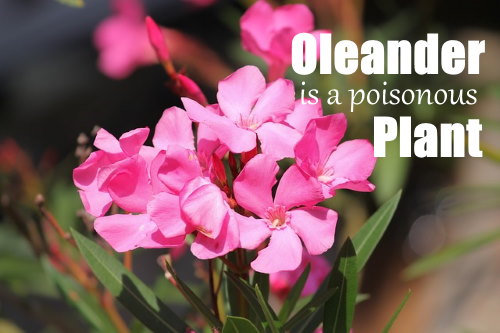 poisonous house plant