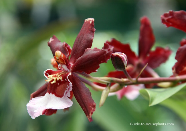 Oncidium Orchid Care Growing Dancing Lady Orchids