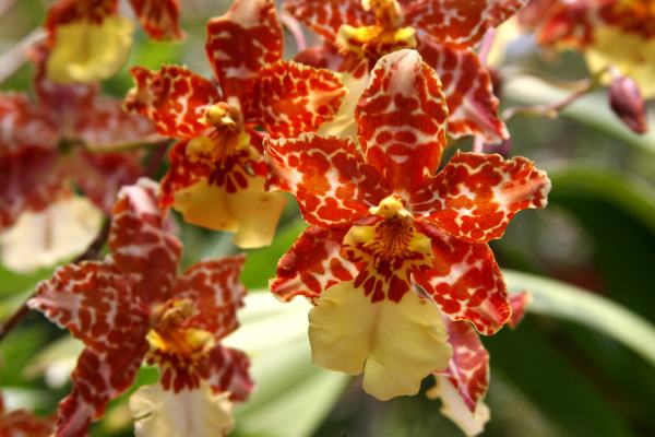 Red and Yellow Oncidium Orchids oncidium orchids, caring for orchids
