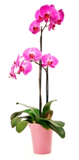 Phalaenopsis Orchid in Pot phalaenopsis orchid, phalaenopsis orchid care, moth orchid, growing orchids