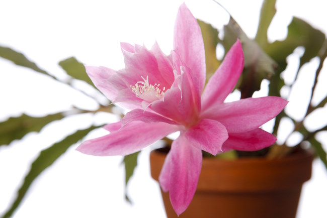 orchid cactus, orchid cactus care, epiphyllum