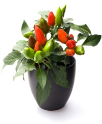 Ornamental Pepper Plant Care Capsicum Annuum