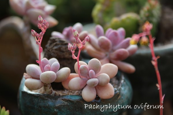 pachyphytum oviferum, розовые лунные камни, сочные комнатные растения