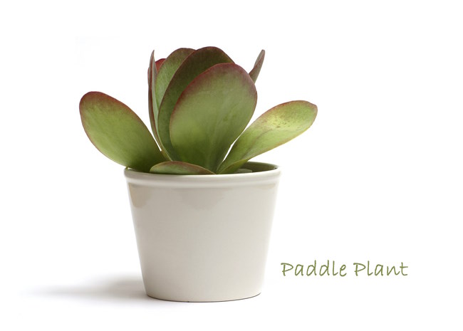 paddle plant, kalanchoe thyrsiflora