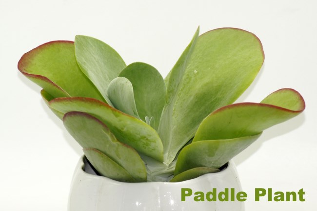 Paddle plants care