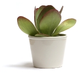 paddle plant, kalanchoe thyrsiflora, succulent house plants paddle plant, kalanchoe thyrsiflora, succulent house plants