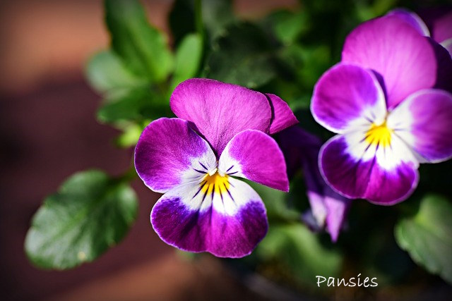 Pansie viola, come coltivare le viole del pensiero, coltivare le viole del pensiero