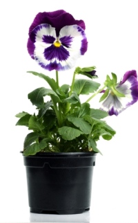 viooltjes planten, viooltjes kweken, viooltjes verzorgen