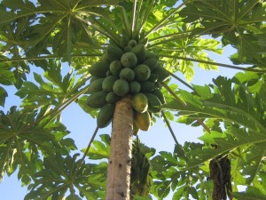 papaya tree, dwarf citrus tree, papaya plant, grow papaya