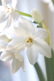 бумажный белый нарцисс, форсирующий paperwhites, луковицы paperwhite, paperwhites