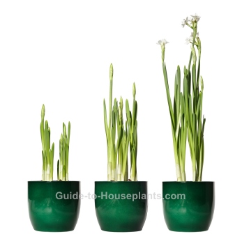 Выращивание Paperwhites paperwhite нарцисс, форсинг paperwhites, paperwhite, paperwhites