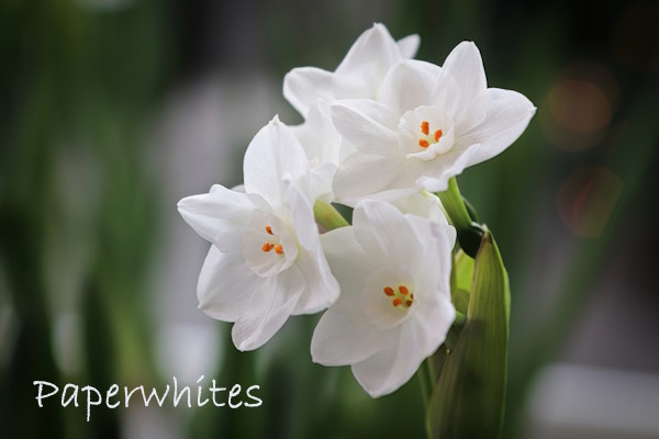 paperwhites, paperwhite flowers