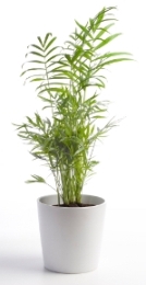 Parlor Palm Neanthe bella Chamaedorea elegans Picture Parlor Palm Neanthe bella Chamaedorea elegans Picture