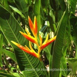 Tropical Rainforest Plants, Amazon Rainforest Plants