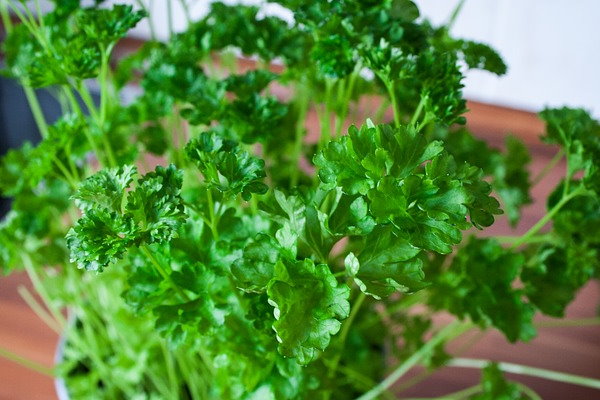 Growing Parsley Plant Indoors How To Grow Parsley Herb Growing Parsley Plant Indoors How To Grow Parsley Herb