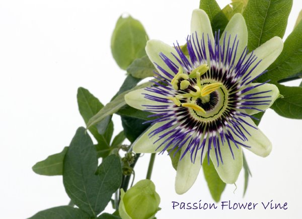 Tropical Rainforest Plants Amazon Rainforest Plants Tropical Rainforest Plants Amazon Rainforest Plants
