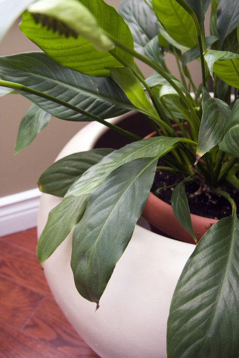 peace lily, spatheflower, spathiphyllum, office plant
