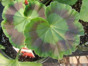 Fancy Leaf Geranium geranium care, growing geraniums, perennial geraniums, zonal geranium