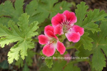 Scented Geranium Scented geranium, scented pelargonium, fragrant houseplant