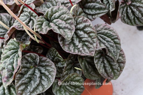 peperomia caperata, peperomia houseplant