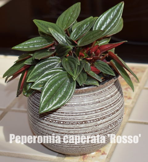 peperomia caperata rosso