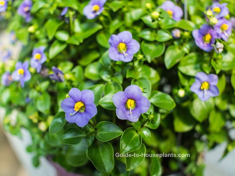 Persian Violet Care Tips - Exacum affine