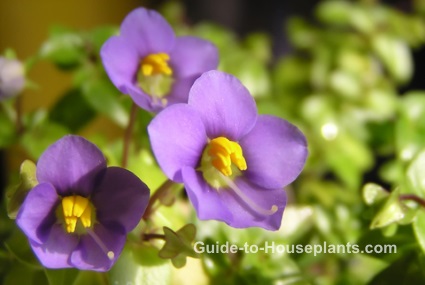 Persian Violet persian violet, exacum affine, fragrant house plant