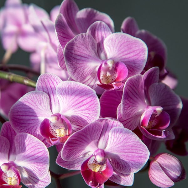 уход за орхидеями фаленопсис