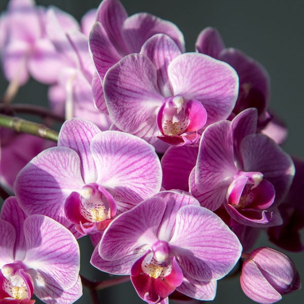 A Dozen Pink Phalaenopsis Orchids phalaenopsis orchids care