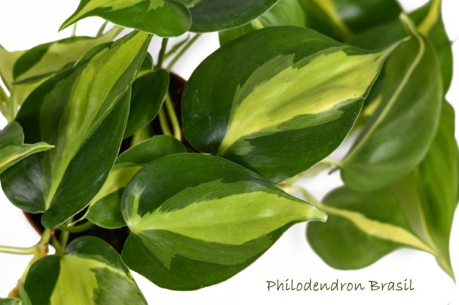 Philodendron Brasil Houseplant philodendron brasil