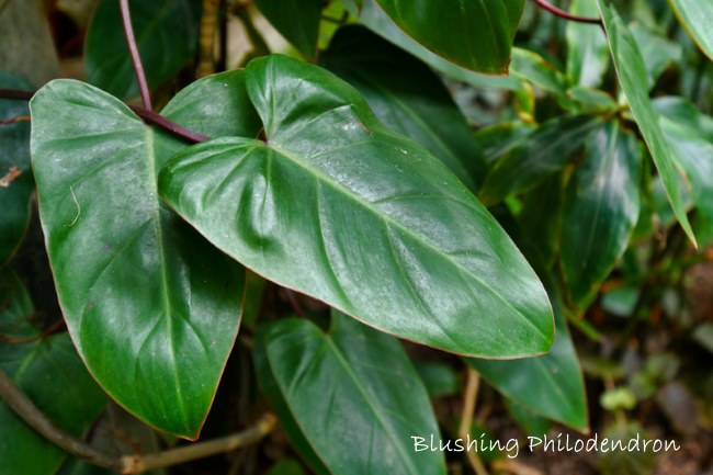 краснеющий филодендрон, philodendron erubescens