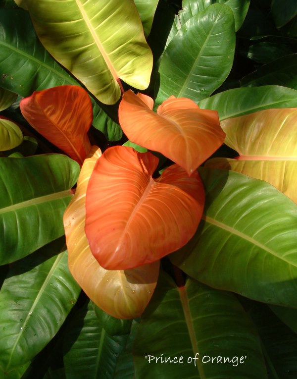 Philodendron 'Prince of Orange' philodendron prince of orange