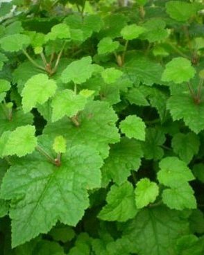 Piggyback Plant Care Tolmiea menziesii
