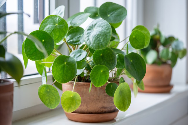 Pilea Peperomioides in Window