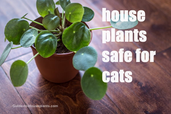 pilea peperomioides, безопасные для кошек комнатные растения
