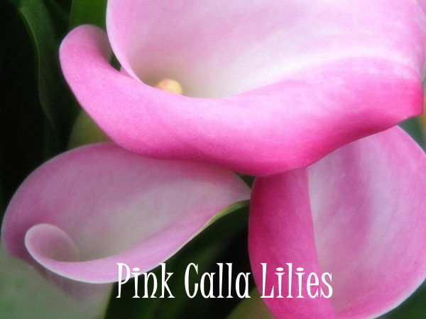 Three Pink Calla Lily Flowers pink calla lilies, Zantedeschia rehmannii, pink flowers