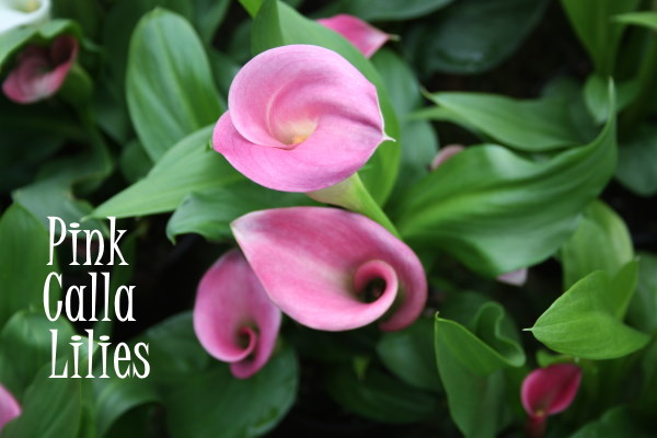 Pink Calla Lilies pink calla lily, Zantedeschia rehmannii