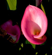 Pink Calla Lily Pink Calla Lily