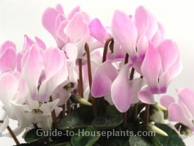 cyclamen, cyclamen plant, flowering house plant