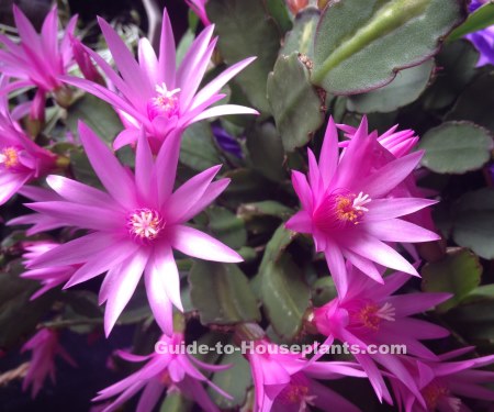 easter cactus, easter cactus plant