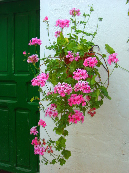 ivy geranium, ivy leaf geranium