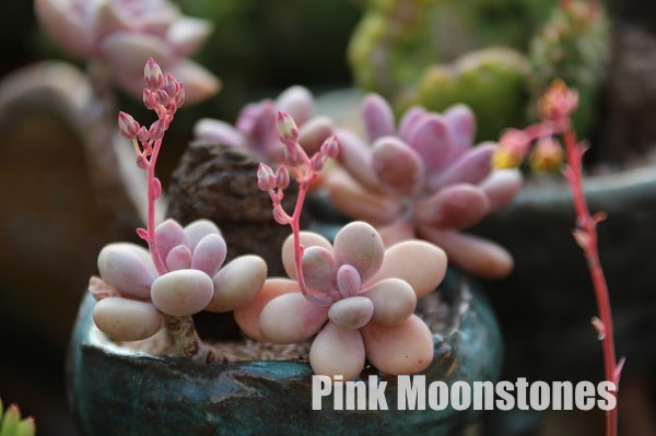 розовые лунные камни, pachyphytum oviferum